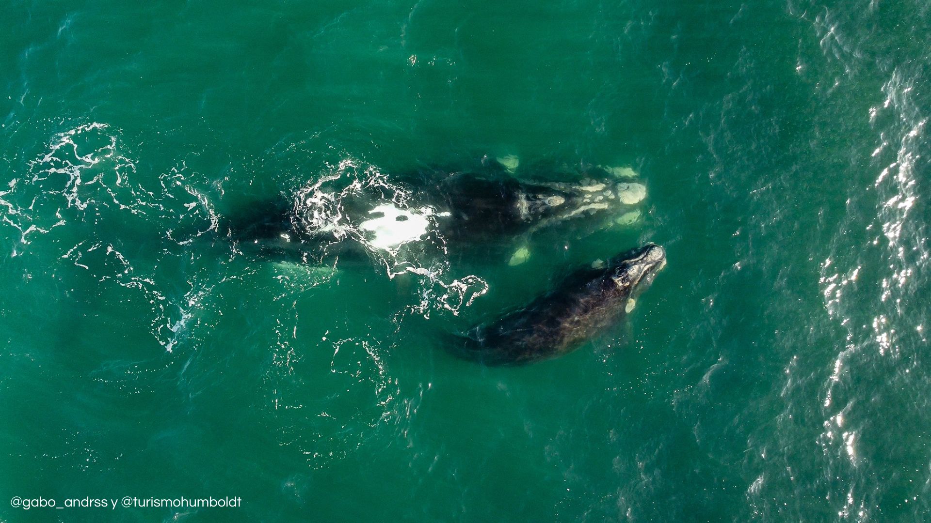 Avistamiento de ballena franca austral con su cría sorprende en la costa de La Serena