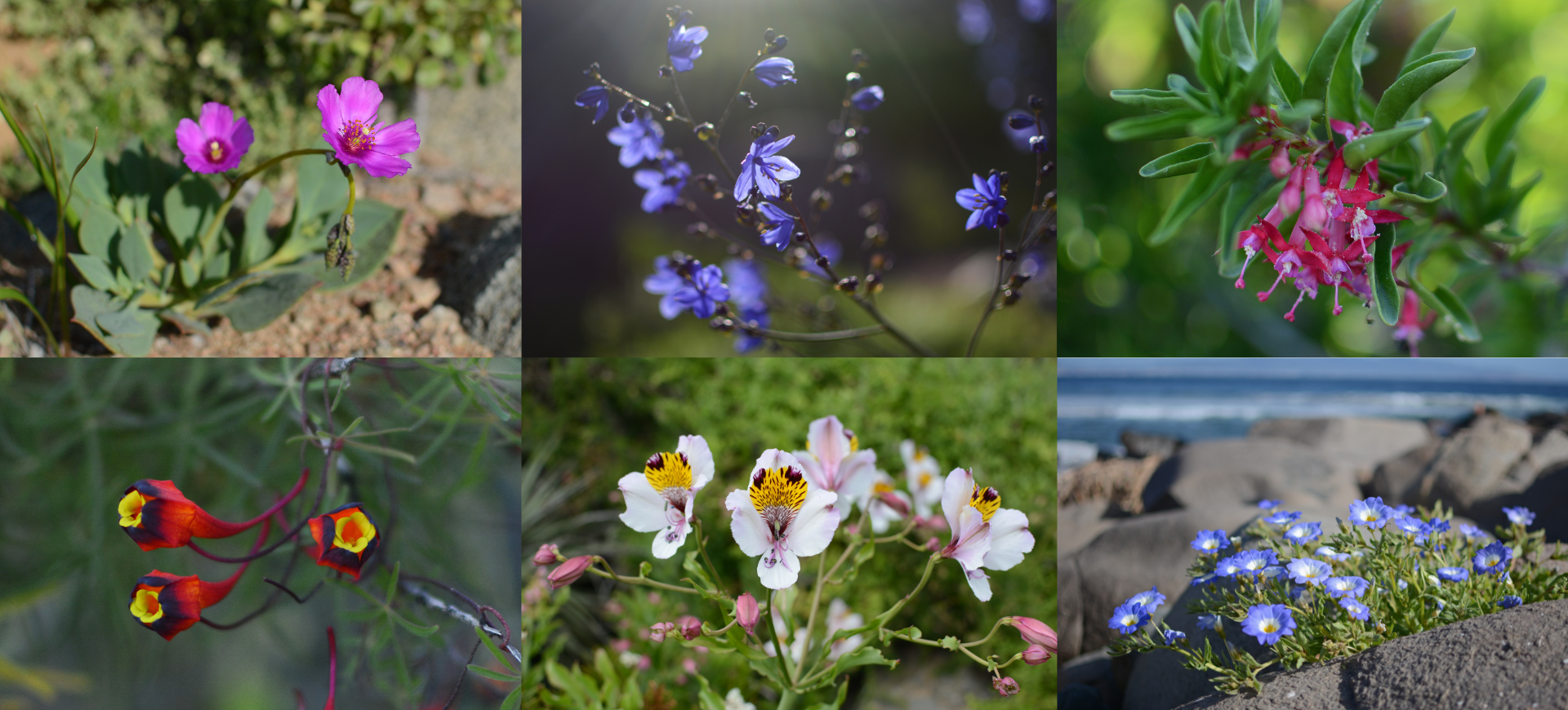 ¿Hay desierto florido en la Región de Coquimbo?