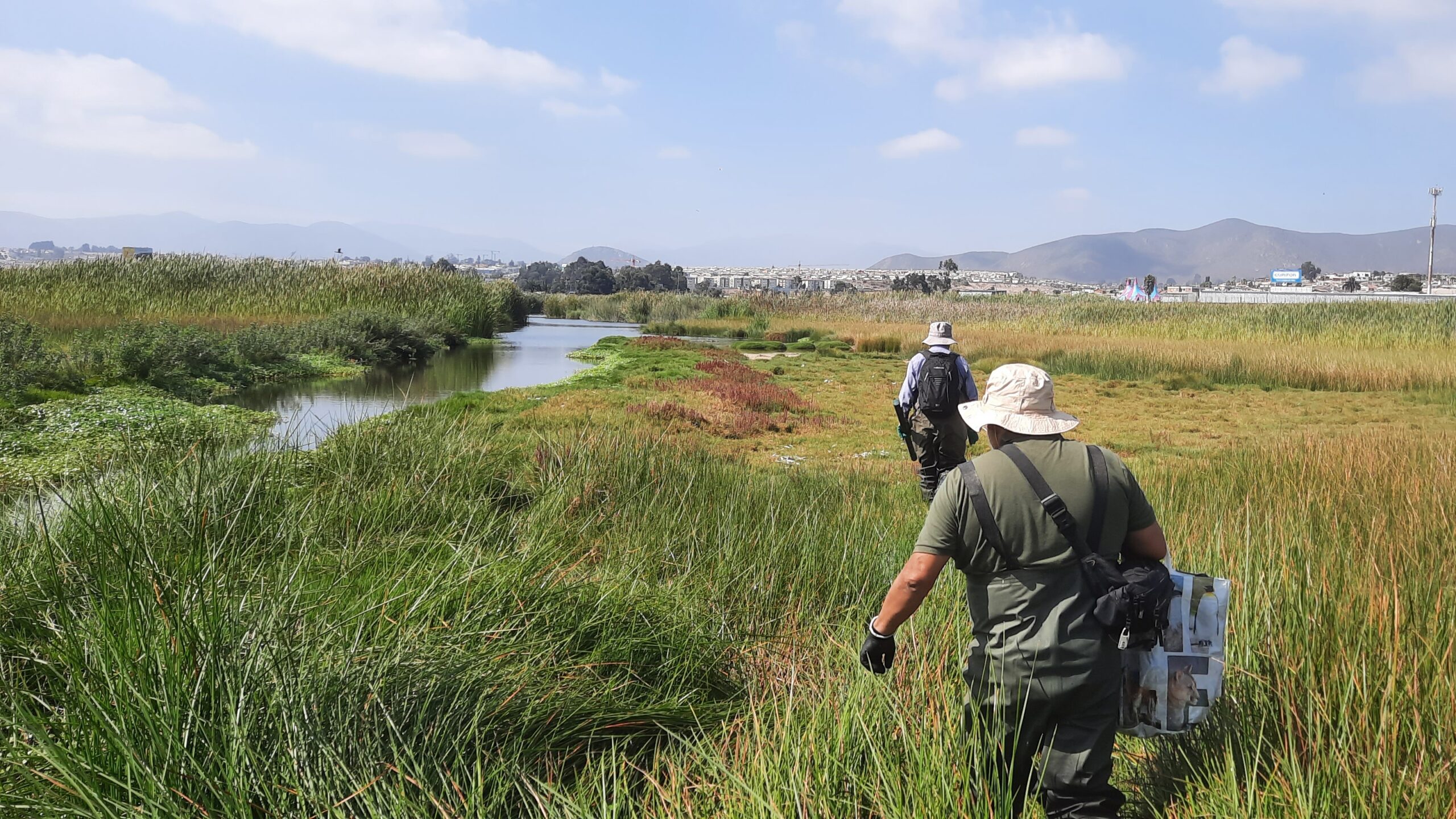 En el Día de los Humedales 2026: El Centro Científico CEAZA invita a actividad en terreno en el Parque Urbano Cerro Grande